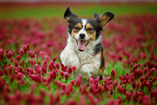 How Dogs Make Us Better Humans - Paw Maw