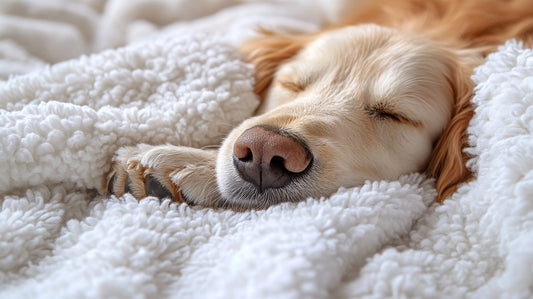 Do Dogs Dream of Chasing Squirrels - Paw Maw