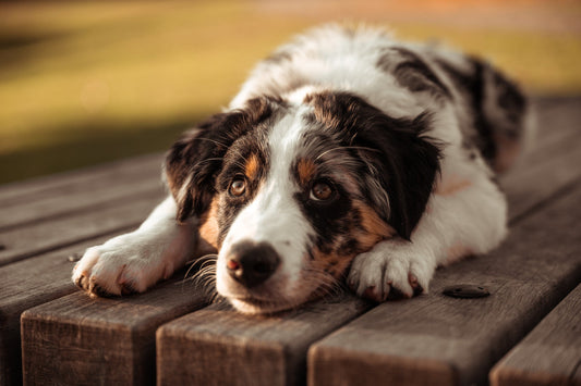 The Secret Language of Dogs - Paw Maw